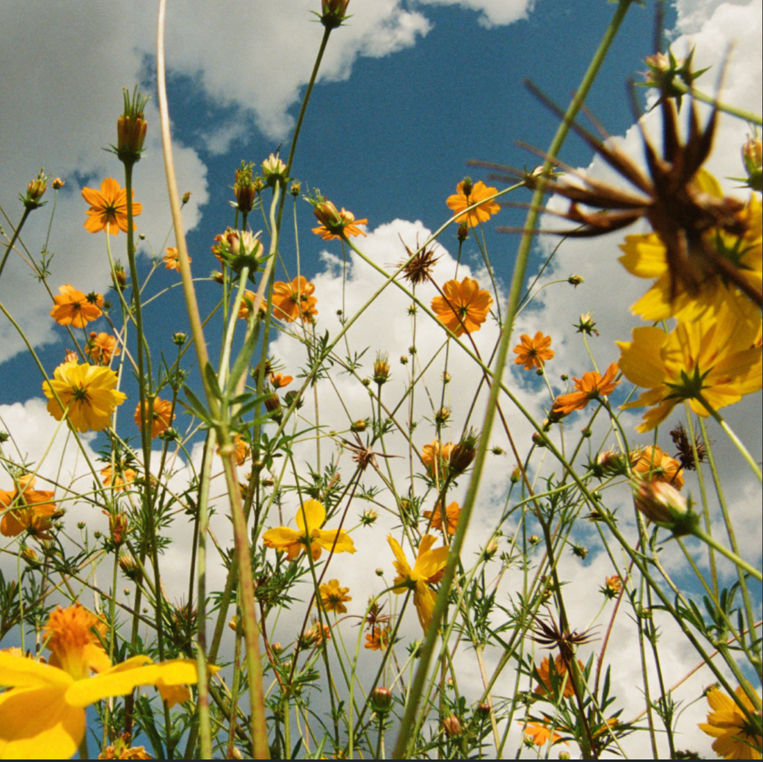 This Week’s Featured Album: Tasha – You Are Spring